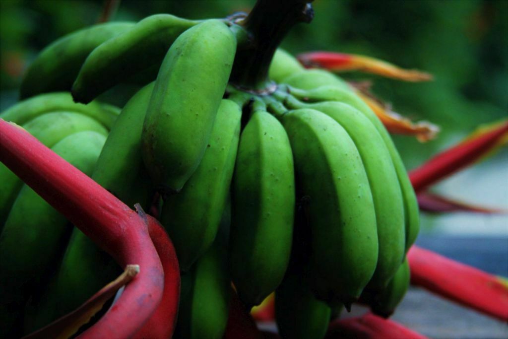 Banana verde para fazer biomassa