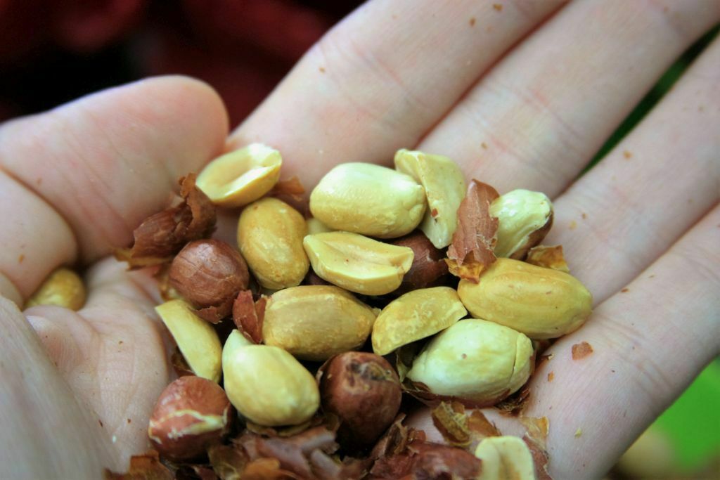 amendoim torrado no microondas de maneira rápida e fácil