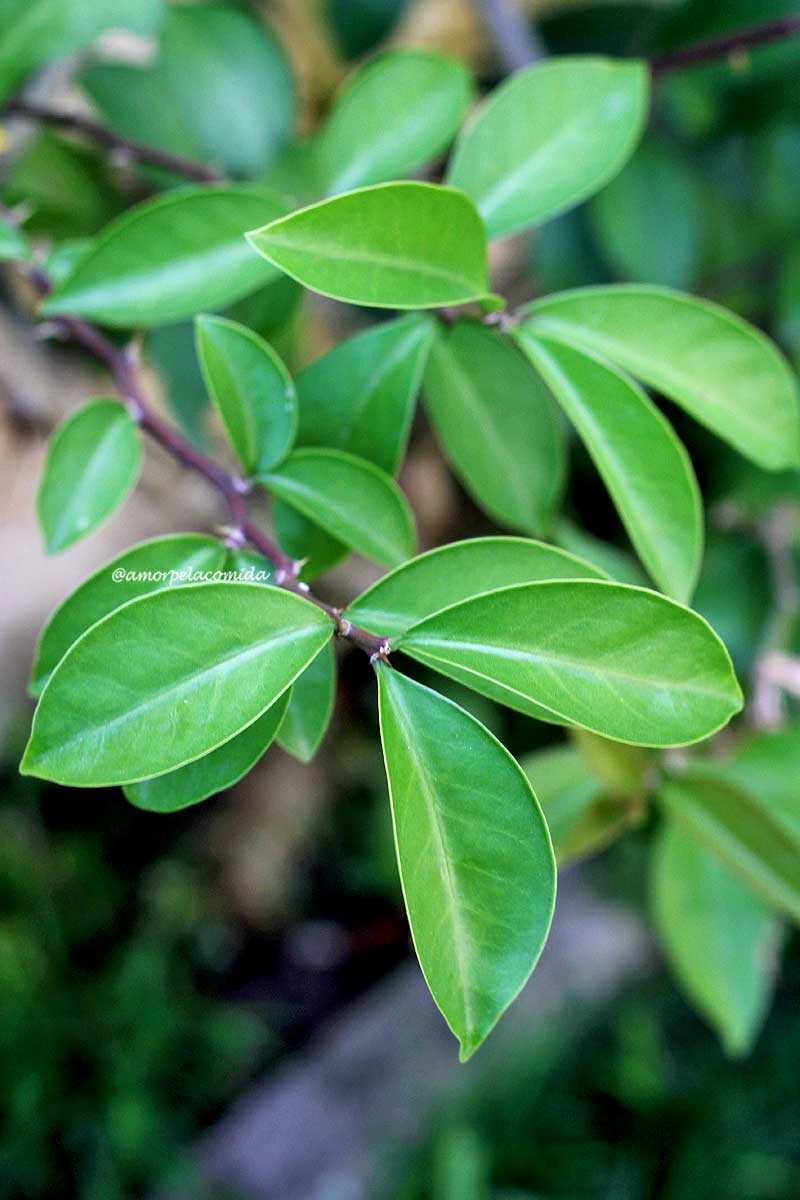 Planta ora-pro-nóbis com folhas verde escuras, o caule apresenta vários espinhos