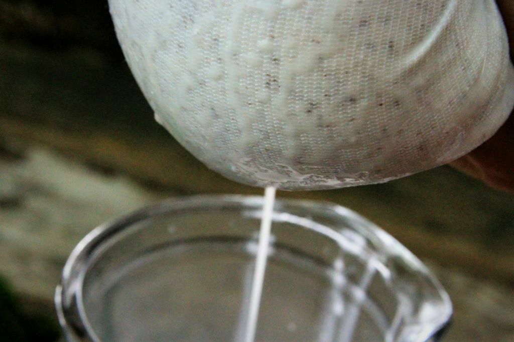 Extração do leite de coco usando um tecido de voal e sendo espremido dentro de uma jarra